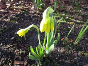 daffodils february 2016 002