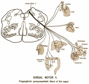 DorsalMotorVagusX