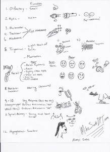 cranialnerves