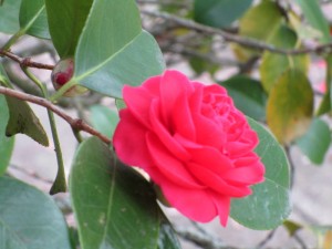 maureen st augsutines flowers camellia 030