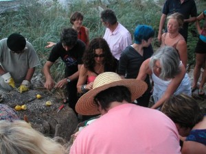 Oysters on Cortes Island 2004